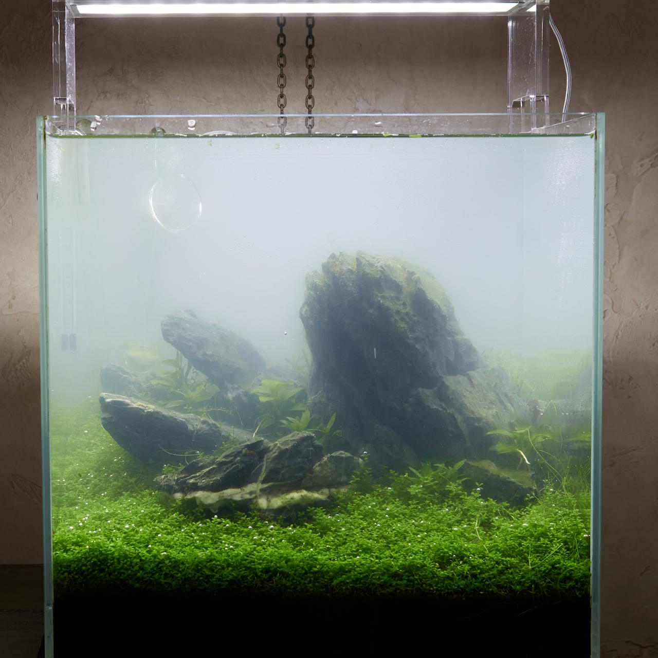 Klein kubusvormig aquarium met troebel water door een bacteriële bloei, voorzien van levende planten en stenen.