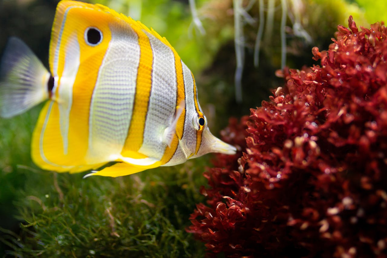 Butterfly fish exploring red coral in a lush underwater world, showcasing marine life beauty.