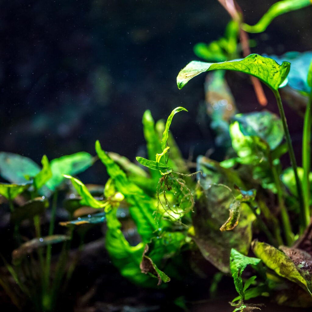 Close-up van waterdruppels op een groene plant.